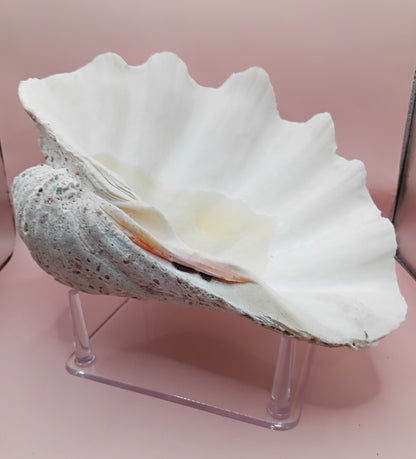 Giant Clam Shell Half – 11.7" x 5.1" x 9" – Coastal Statement Display