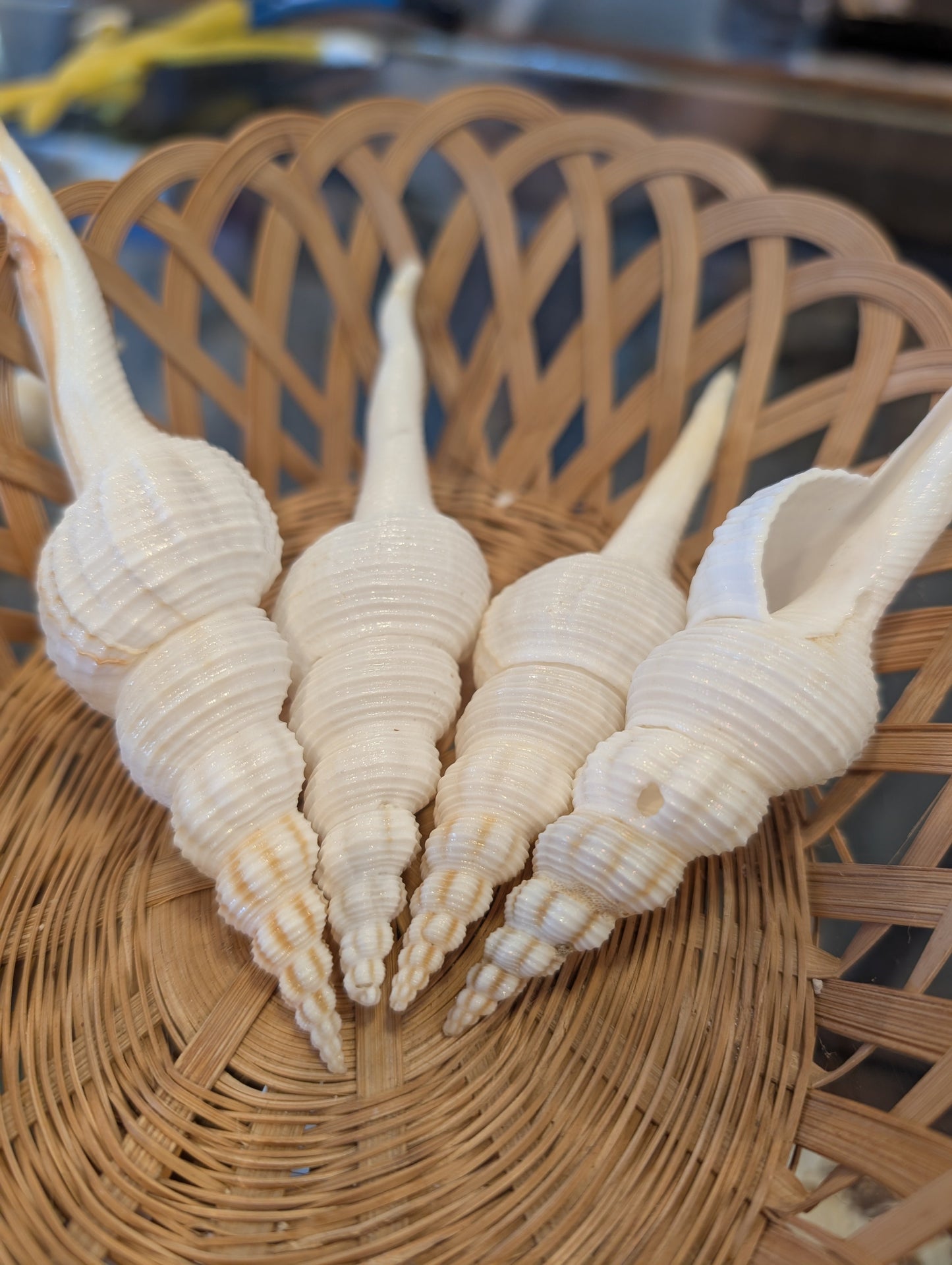 Fusus Colus White Spindle Shell