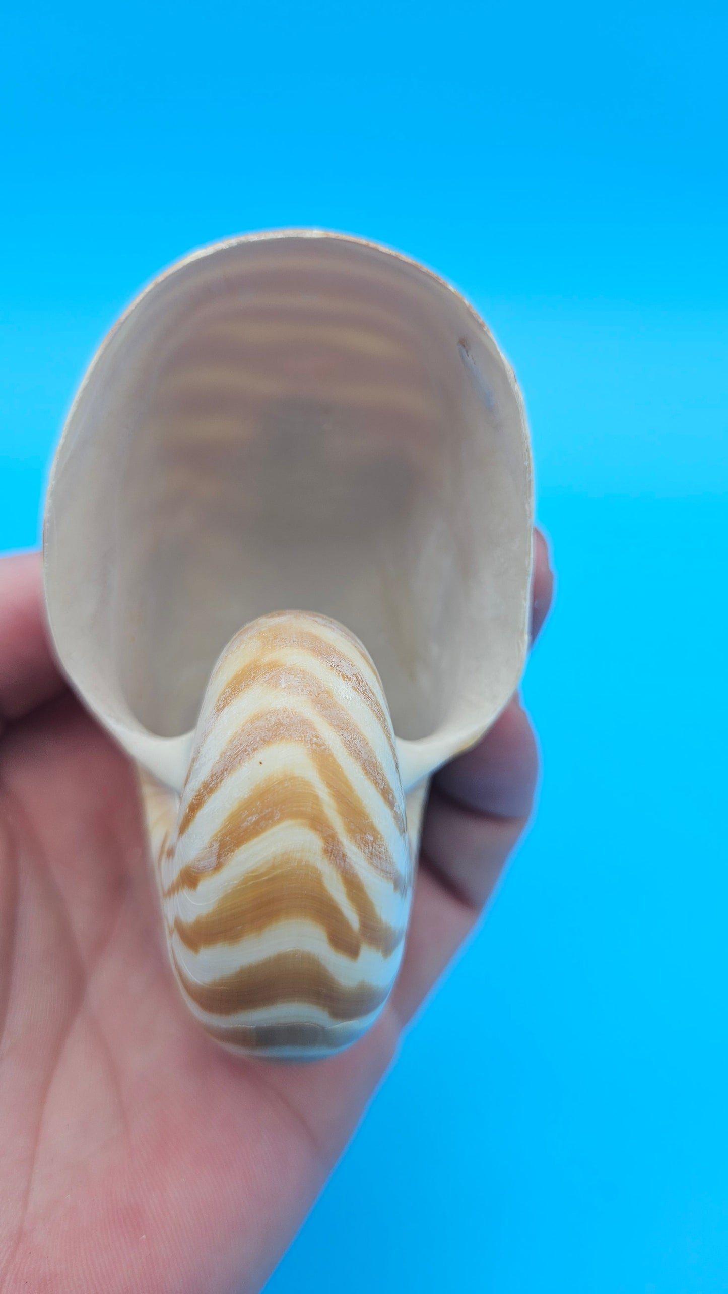 Chambered Tiger Nautilus Shell – Striking Natural Ocean Decor 3" (Nautilus pompilius)