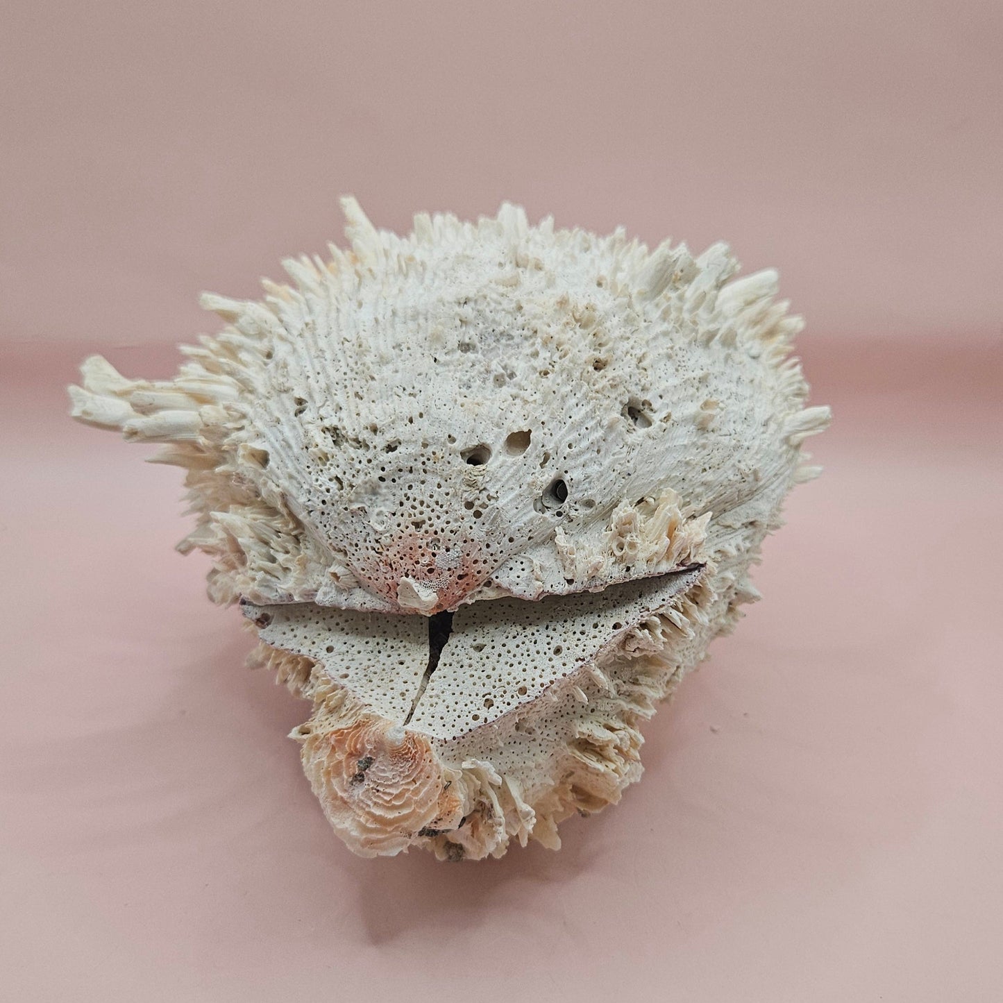 8" White Spondylus Shell with Natural Spikes – Coastal Textured Display Shell