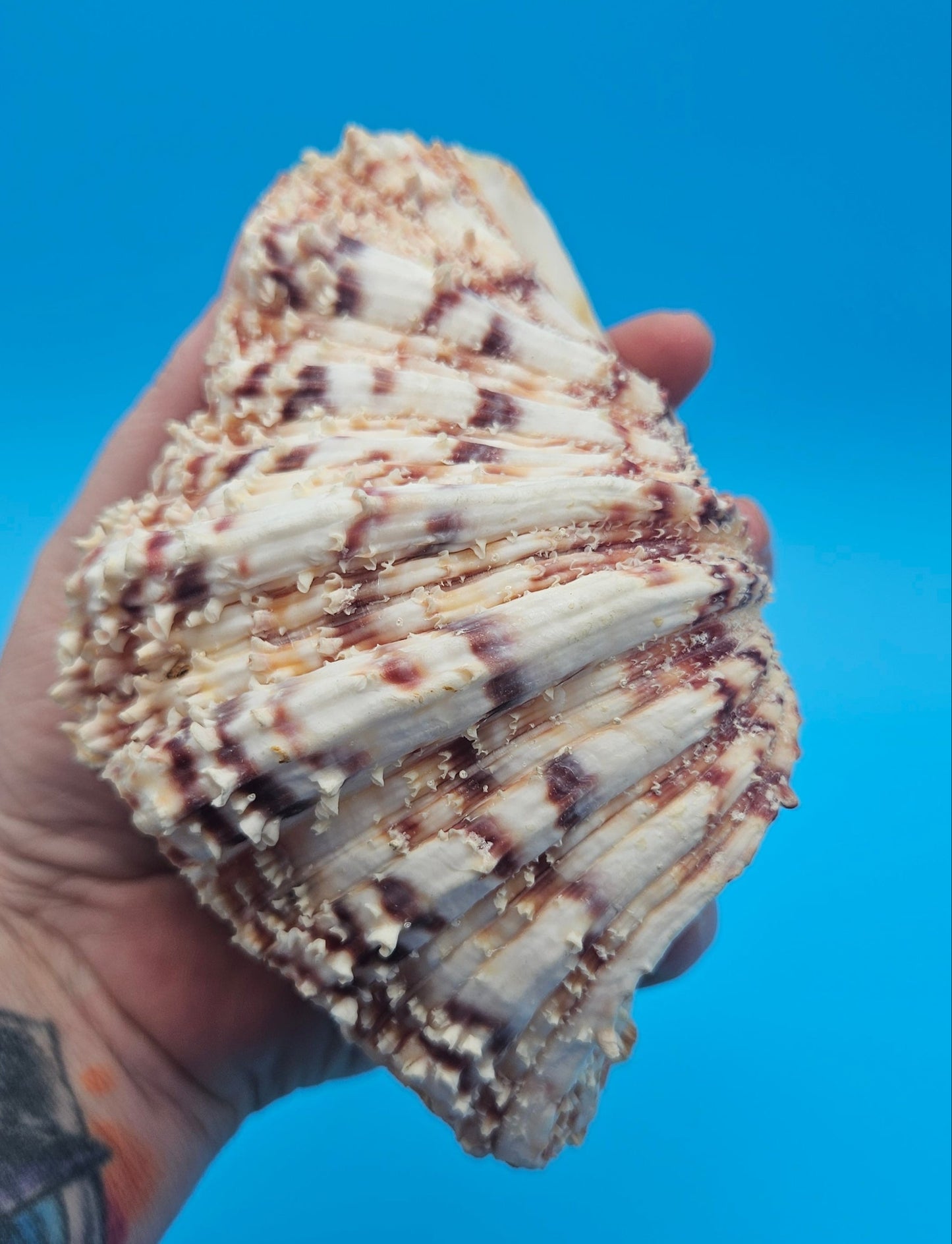 Textured Bear Paw Shell 5.6" Hippopus hippopus with Intact Knobs and Bold Natural Pattern