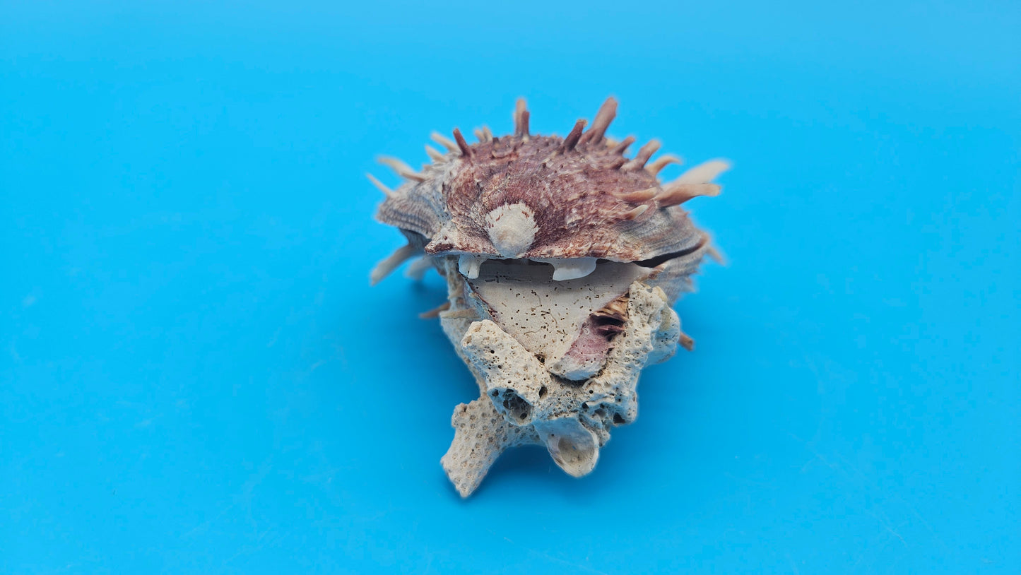 Spiny Spondylus Shell Pair 3.5" – Bold Coastal Display Shells for Home Décor