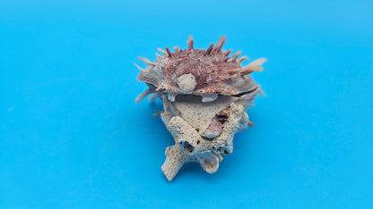 Spiny Spondylus Shell Pair 3.5" – Bold Coastal Display Shells for Home Décor