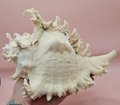 Murex Ramosus Conch – Large Spiny Seashell for Coastal & Nautical Decor (8.5" x 6.25")