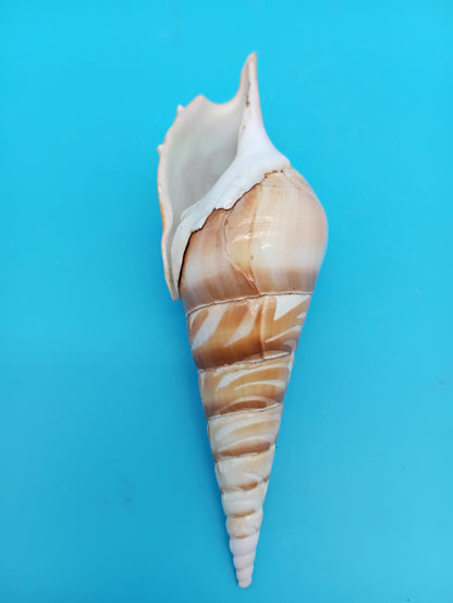 Carved Tibia Shell with Palm Tree Scene – 5.3"