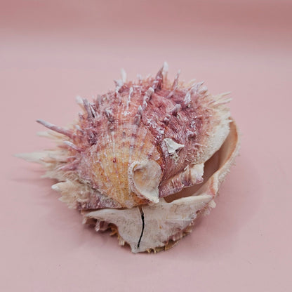 Spondylus Shell – 4" Pink & White Coastal Display Spiny Thorny Oyster Bivalve