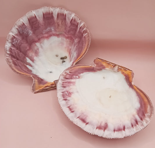 Natural Lion's Paw Seashell Pair – 5.5" x 5.0" – Coastal Display Accent