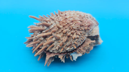 Spiny Spondylus Shell Pair 3.8" – Natural Purple-Toned Coastal Display Shell