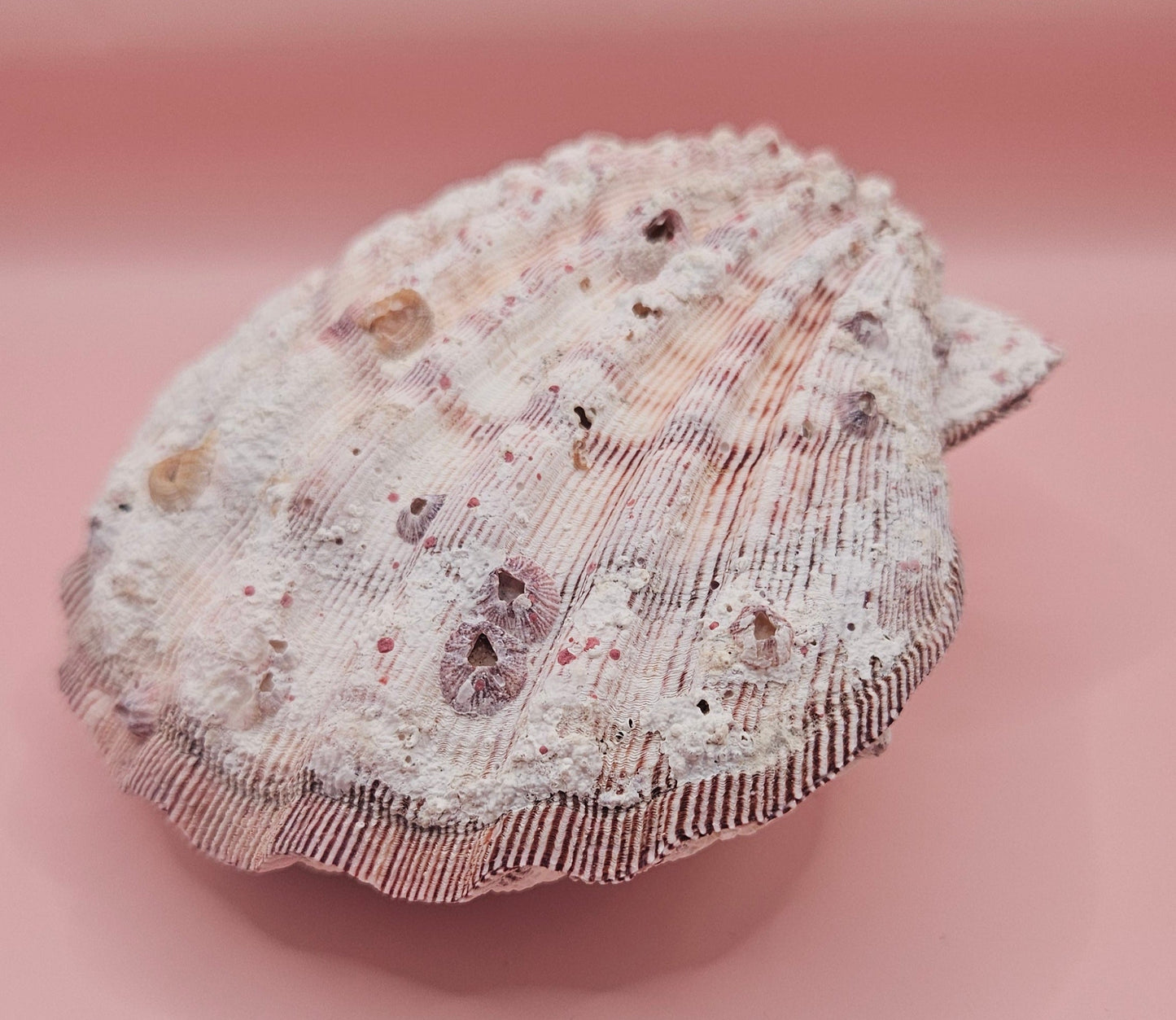 Large Lions Paw Shell Pair 5.75" Coastal Decor Display Shell