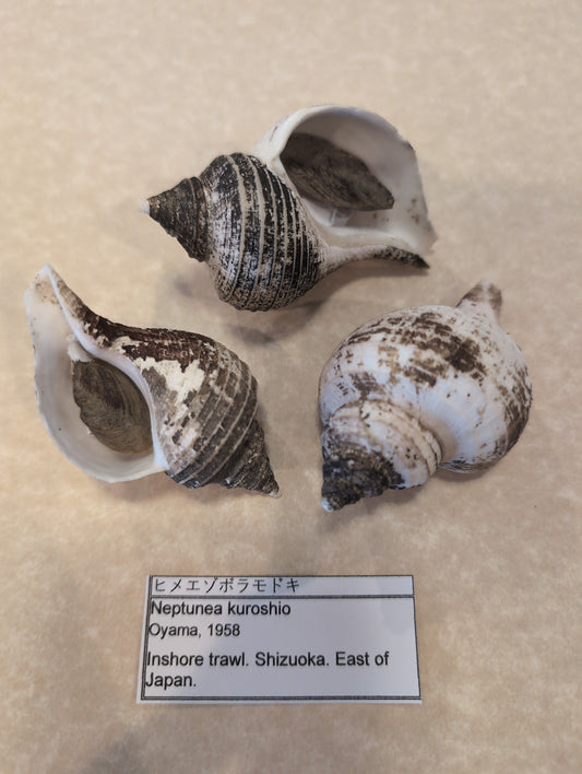 Small Neptune Shell with Documentation & Operculum - Neptunea kuroshio