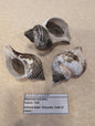Small Neptune Shell with Documentation & Operculum - Neptunea kuroshio