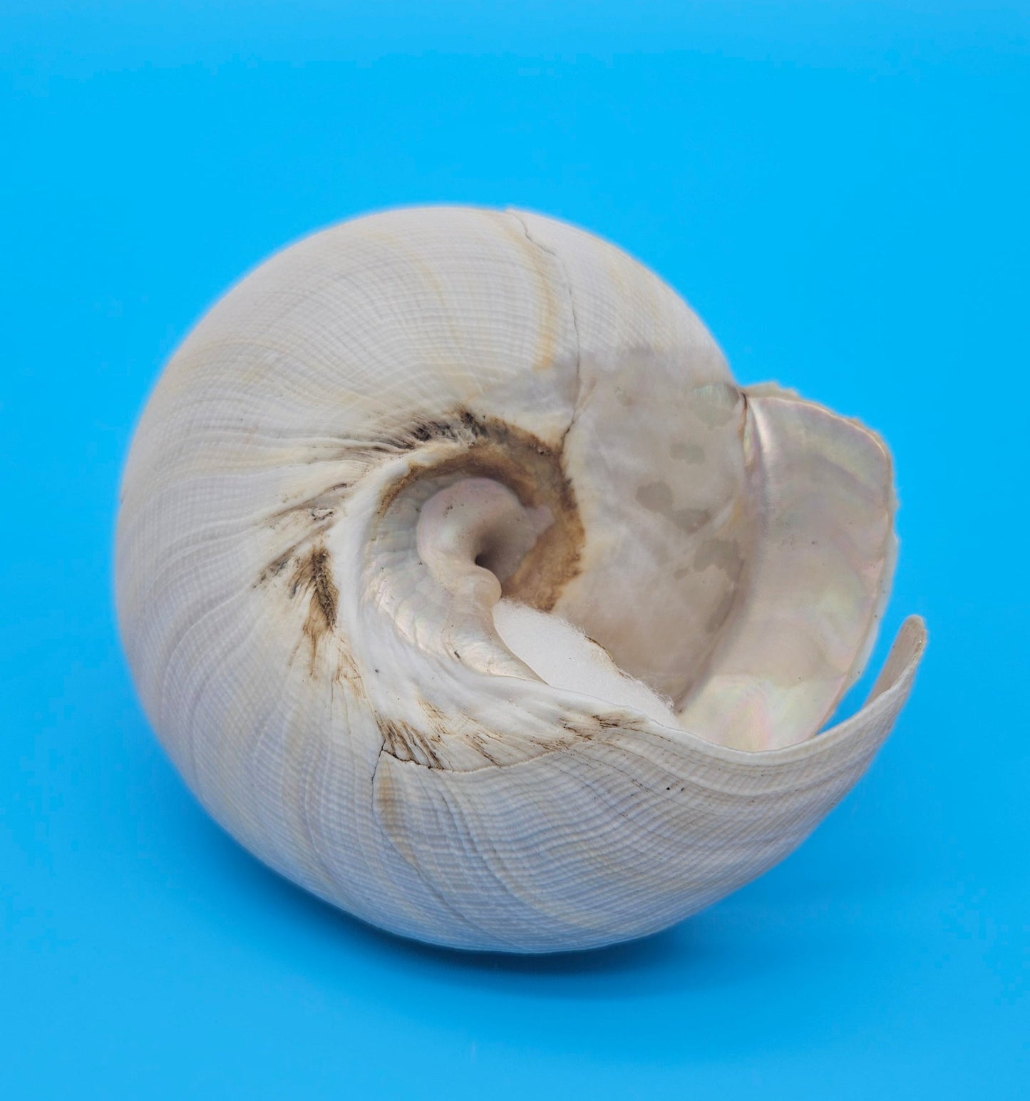 Rare Pleurotomaria hirasei Deep Sea Display Shell with Operculum – 3.8" Nautical Home Decor
