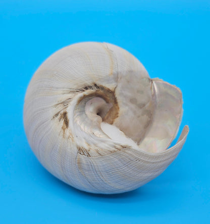 Rare Pleurotomaria hirasei Deep Sea Display Shell with Operculum – 3.8" Nautical Home Decor