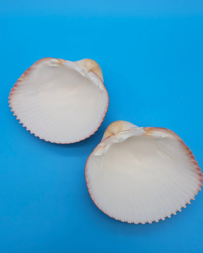 Pink Heart Cockle Display Shell – Premium Coastal Home Decor Specimen 4.8" (Maoricardium pseudolim)