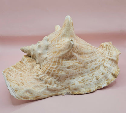 Large Atlantic Conch Shell 9.75" Natural Beach Display – Non-Pierced Coastal Decor
