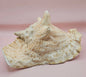 Large Atlantic Conch Shell 9.75" Natural Beach Display – Non-Pierced Coastal Decor