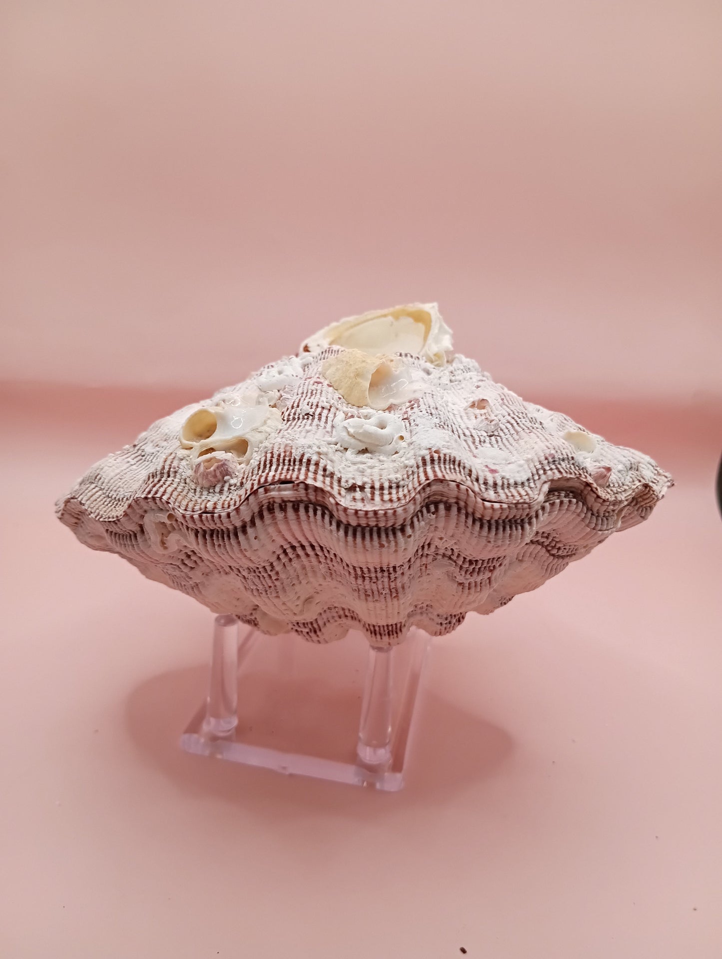 Natural Lion's Paw Seashell Pair – 5.9" x 5.3" – Barnacle-Encrusted Coastal Display