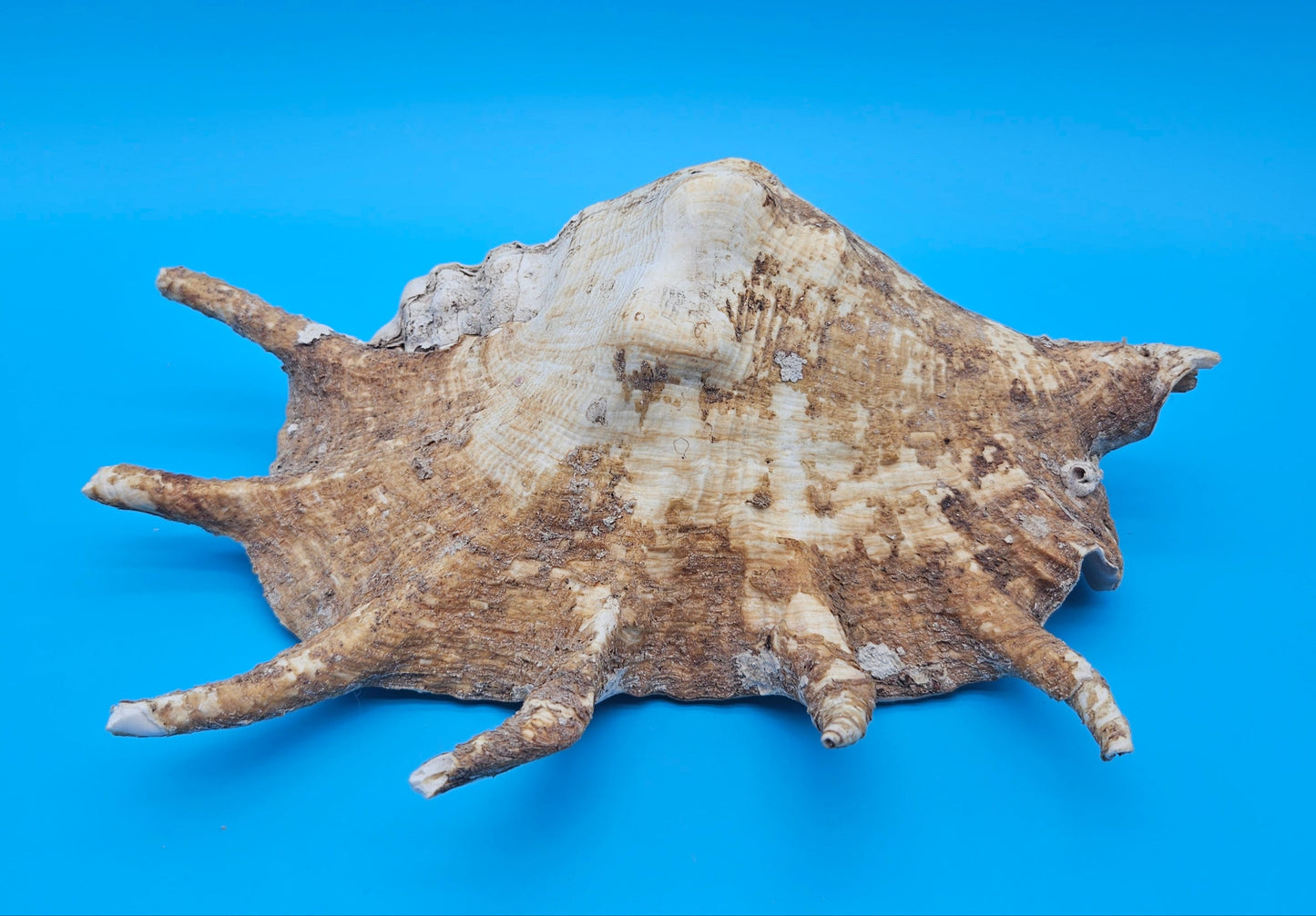 Large Perio Lambis Truncata Display Shell – Premium Coastal Home Decor Specimen (Lambis truncata)