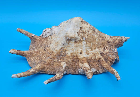 Large Perio Lambis Truncata Display Shell – Premium Coastal Home Decor Specimen (Lambis truncata)