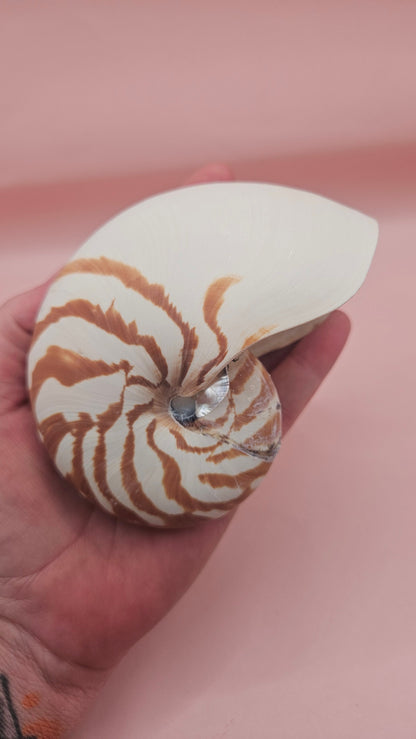 Tiger Nautilus Shell – Striking Natural Ocean Decor 4"