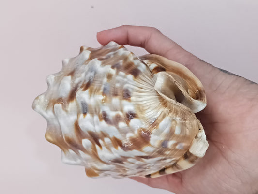 King Helmet Display Shell- Cassis flammea 4.8"