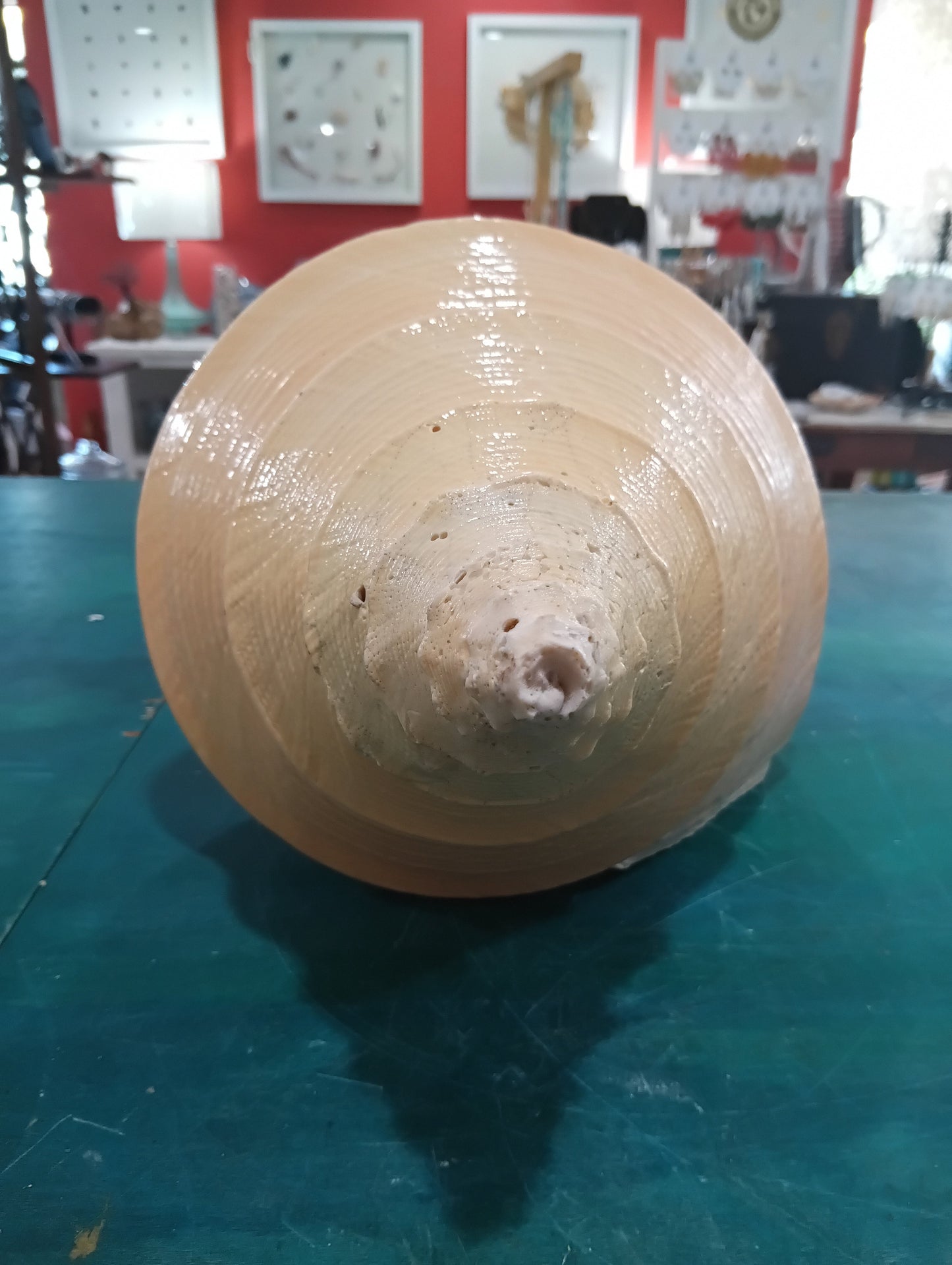 Large Australian Trumpet Shell – Syrinx aruanus – 21" Rare Natural Display Specimen