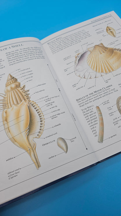 Smithsonian Handbooks: Shells – S. Peter Dance (2002, Softcover, DK Publishing)