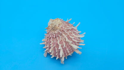 Spiny Spondylus Display Shell Pair 3" – Natural Coastal Décor with Texture
