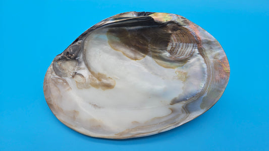 Giant Polished River Clam Display Shell - Premium Coastal Home Decor Specimen
