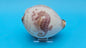 Carved Cowrie Shell Display 3.5" – Dolphin, Seahorse, or Shrimp Design Options