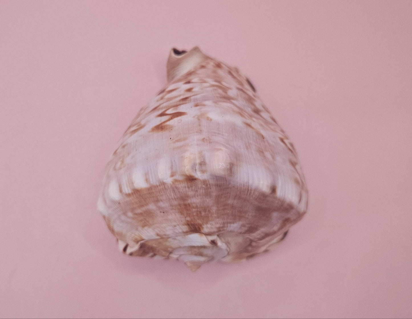 King Helmet Cassis flammea 4.5"