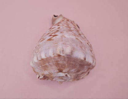 King Helmet Cassis flammea 4.5"