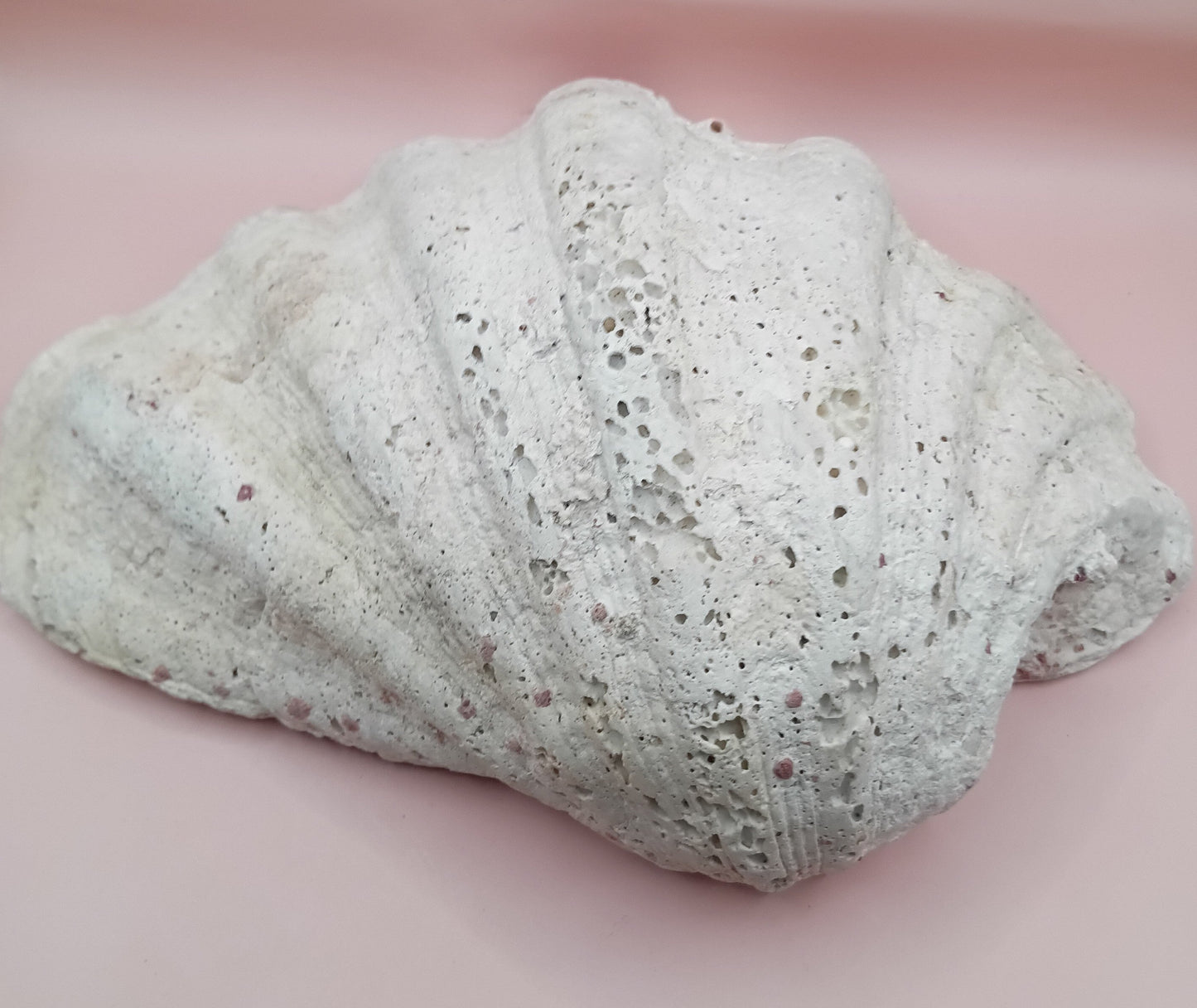 Giant Clam Shell Half – 11.7" x 5.1" x 9" – Coastal Statement Display