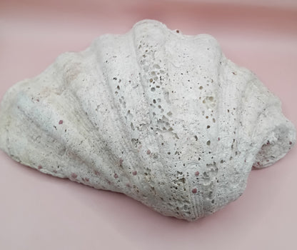 Giant Clam Shell Half – 11.7" x 5.1" x 9" – Coastal Statement Display