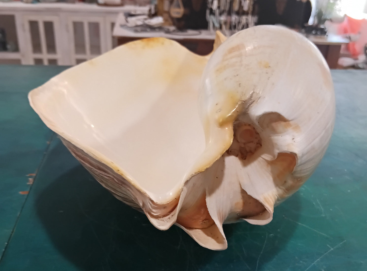Large Umbilicate Shell Natural 14.5"x9"x5.5" – Coastal Display Accent
