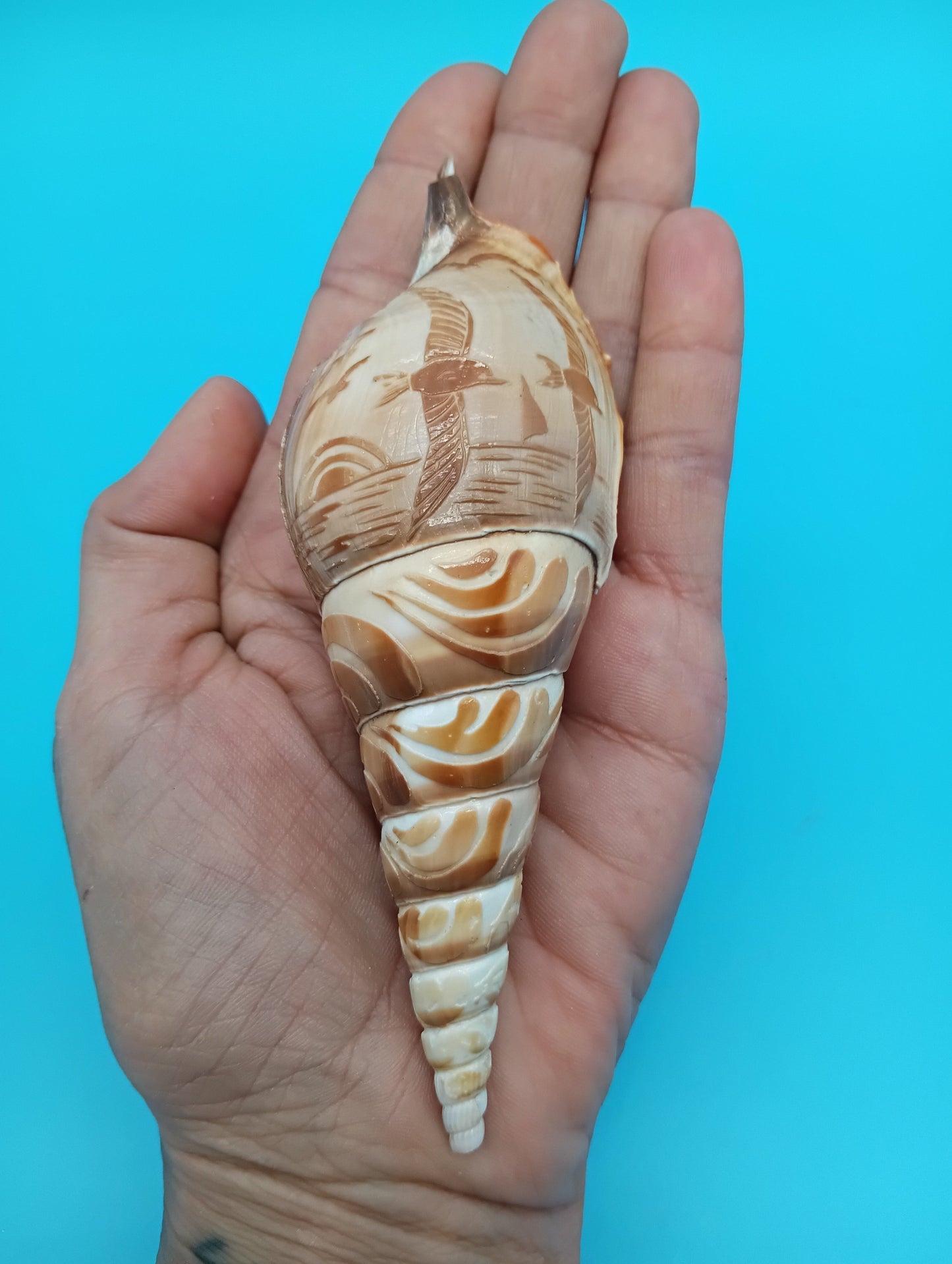 Carved Tibia Shell with Seagull Scene – 4.8"