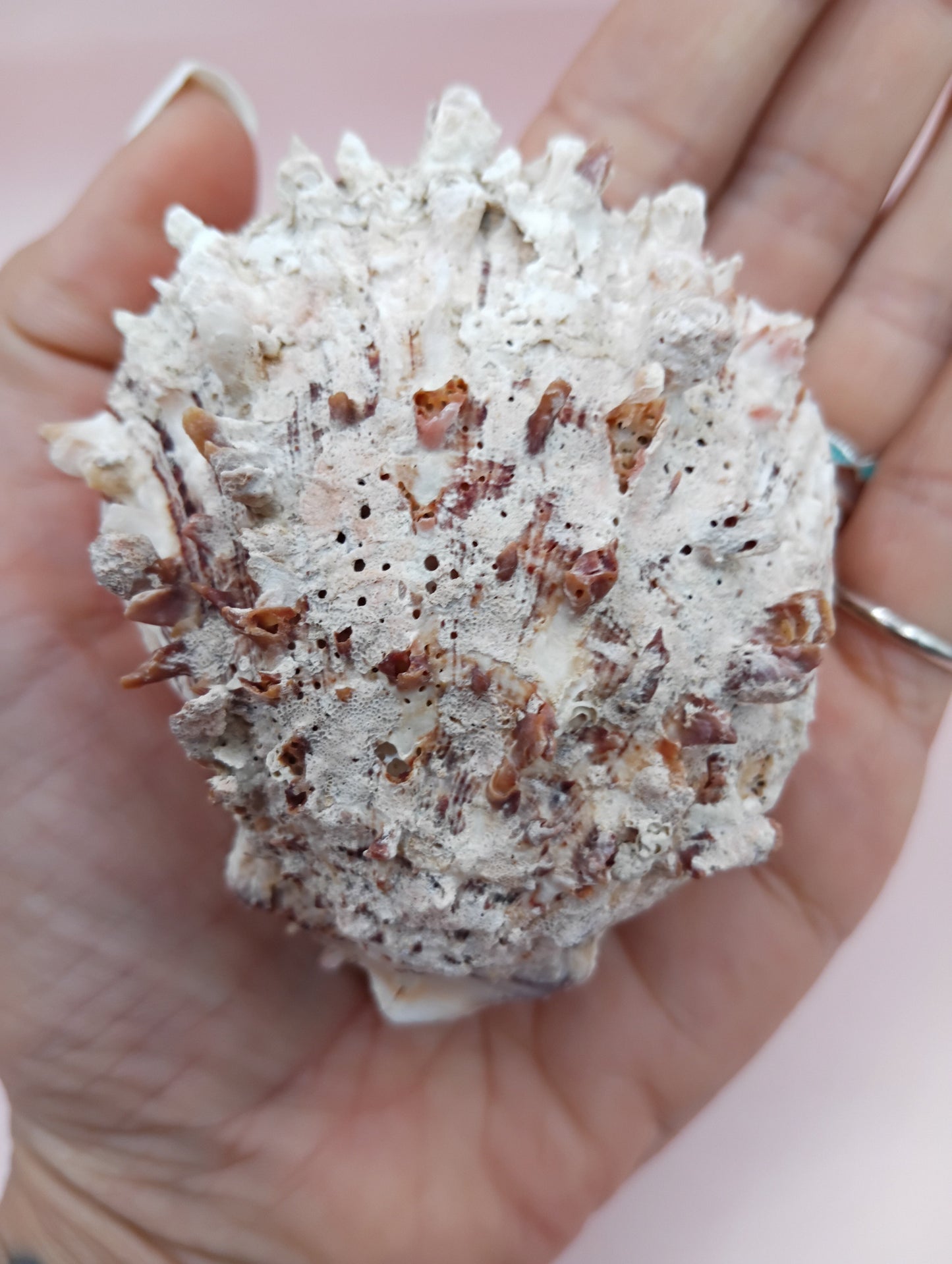 Natural Hinged Spondylus Shell – 3.0" x 2.3" – Spiny Display Shell