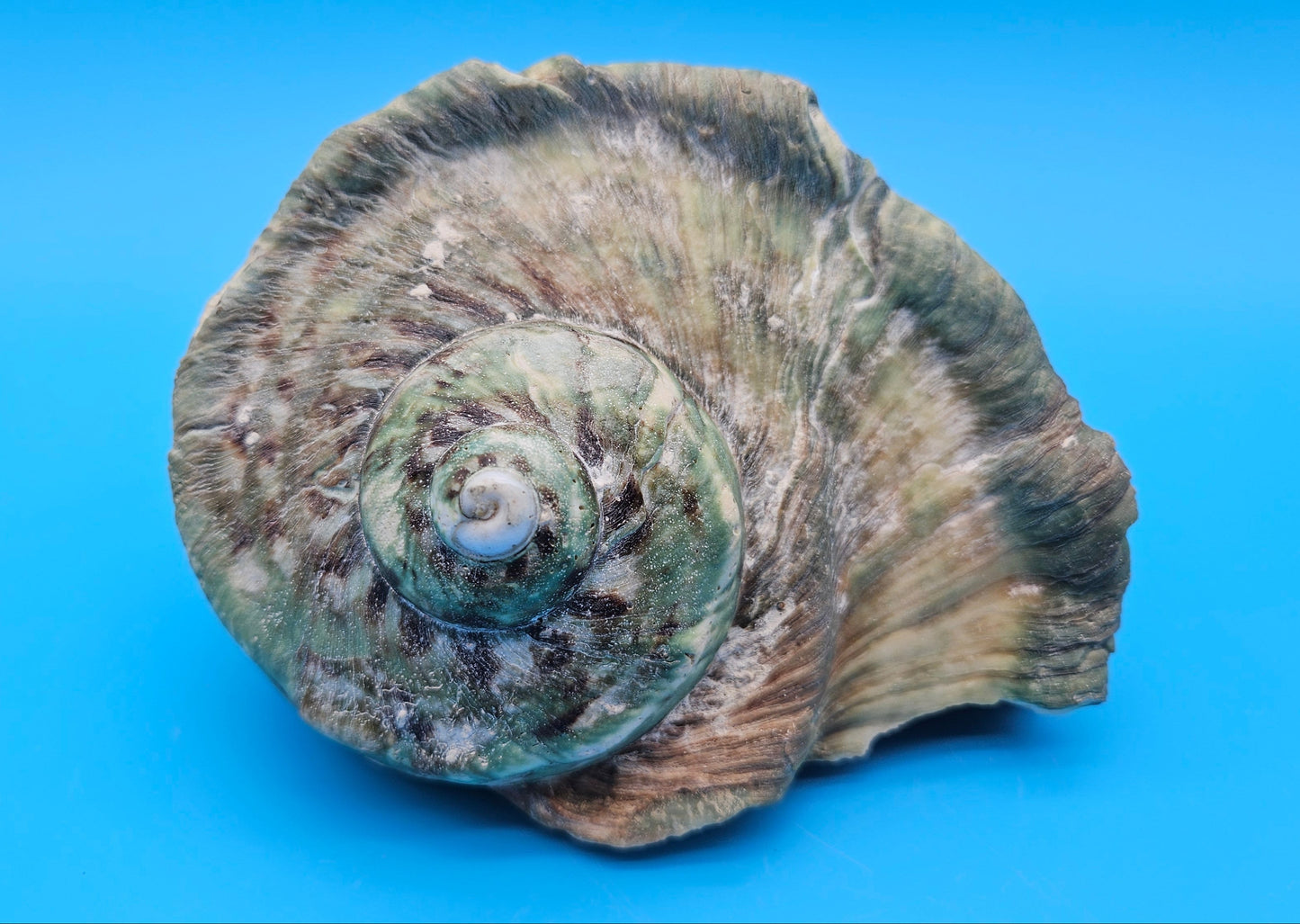 Giant Green Marmoratus Turban Shell – 6.4x6.2x4 Coastal Display