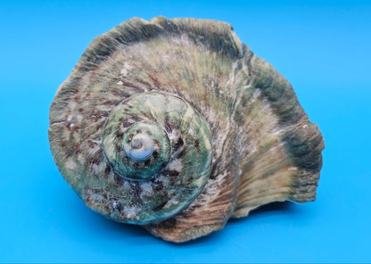 Giant Green Marmoratus Turban Shell – 6.4x6.2x4 Coastal Display