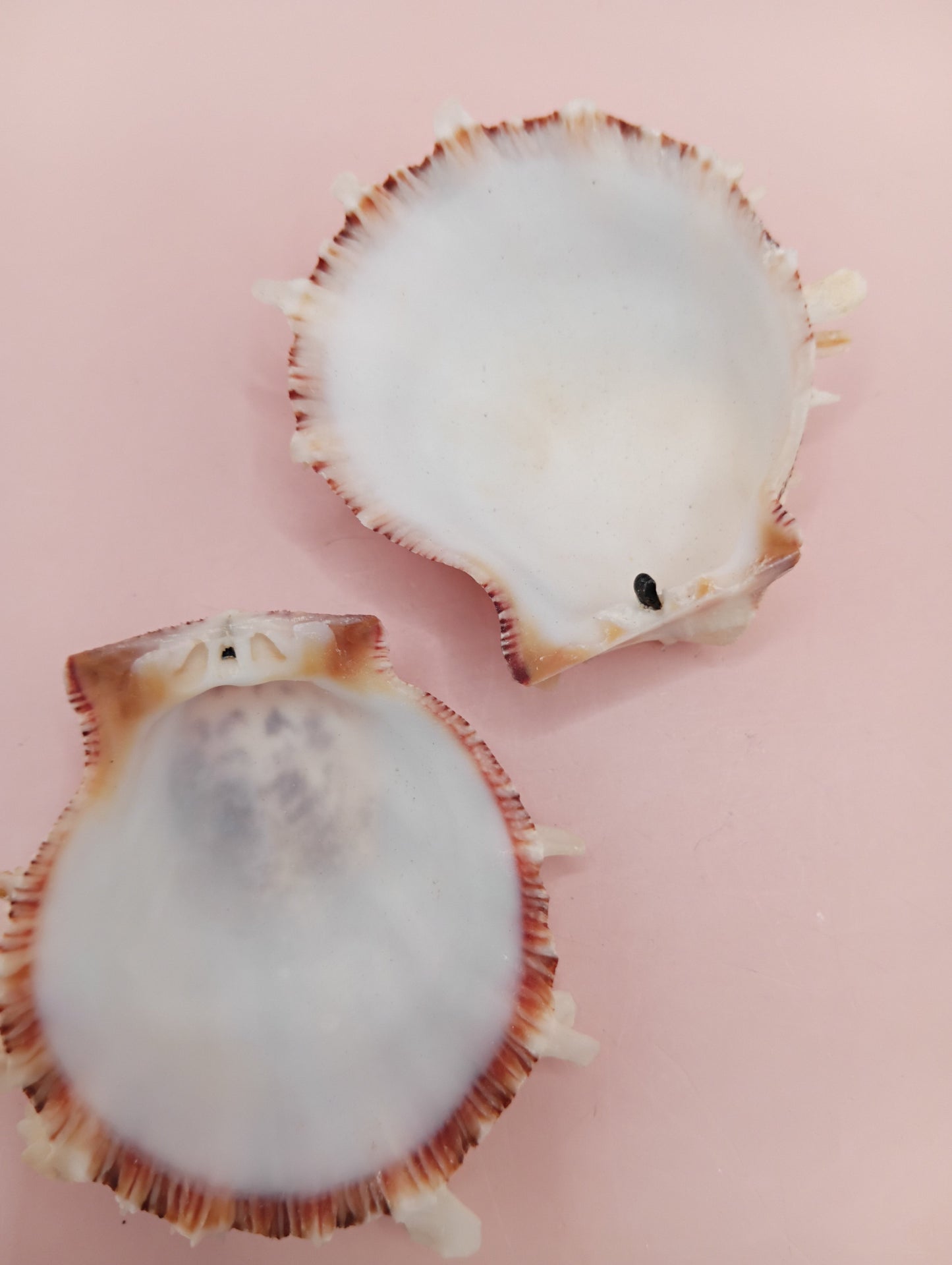 Natural Spondylus Shell – 2.1" x 1.7" – Spiny Display Shell