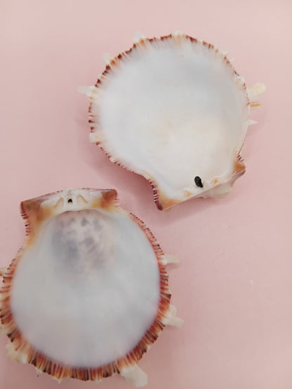 Natural Spondylus Shell – 2.1" x 1.7" – Spiny Display Shell