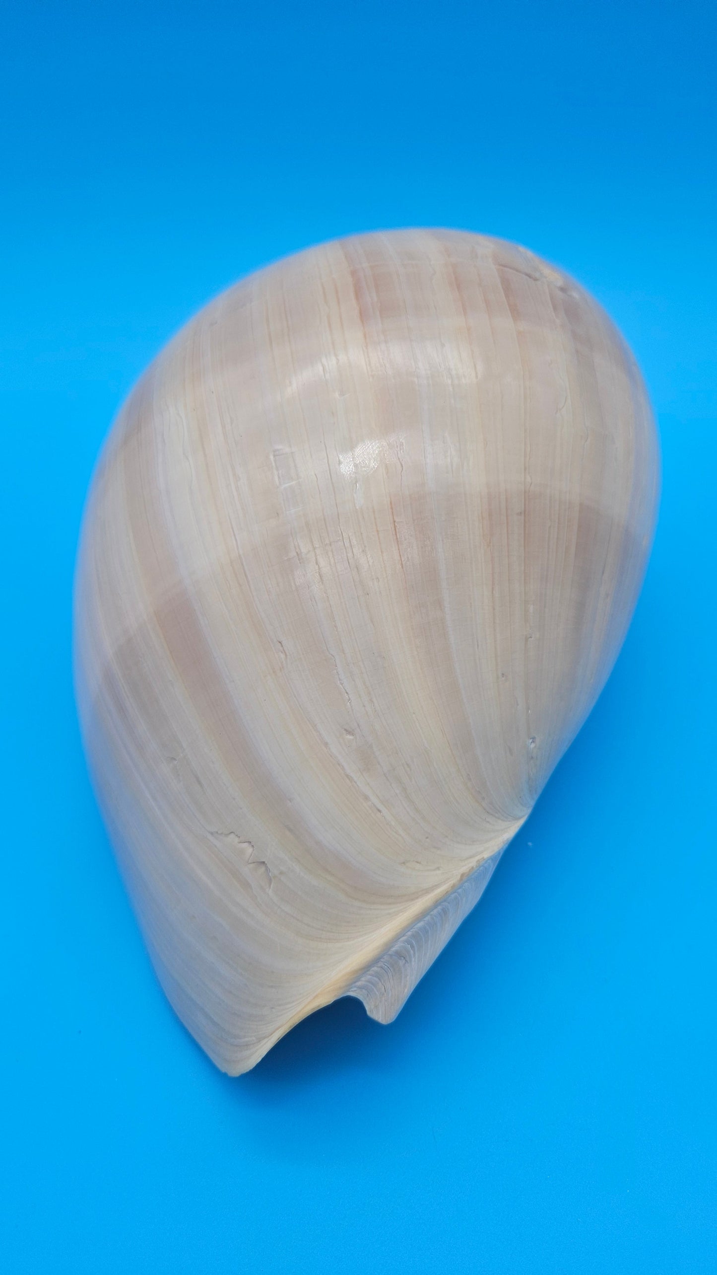 Polished Crown Melon Shell 8.75" Large Coastal Display with Smooth Gloss Finish