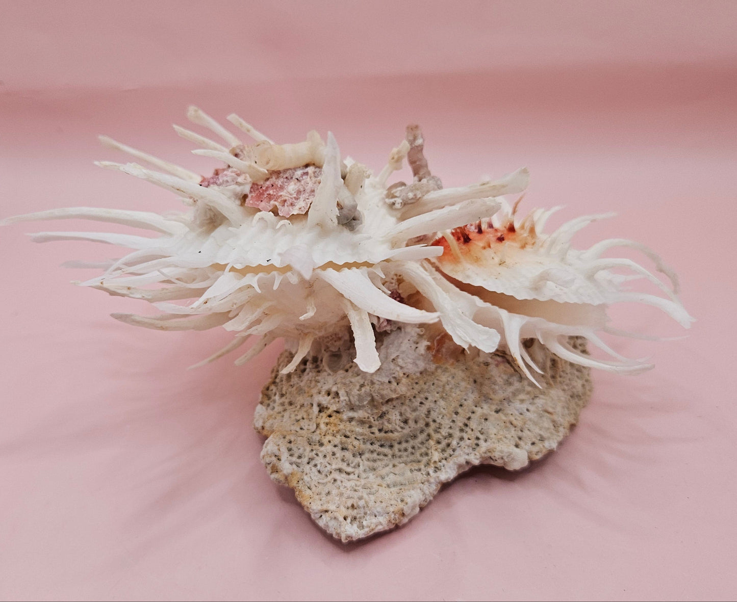 Americanus Spondylus Double Spiny Oyster Display Shell on Coral Base – Coastal Decor 7.5"
