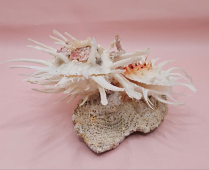 Americanus Spondylus Double Spiny Oyster Display Shell on Coral Base – Coastal Decor 7.5"