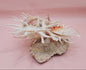Americanus Spondylus Double Spiny Oyster Display Shell on Coral Base – Coastal Decor 7.5"