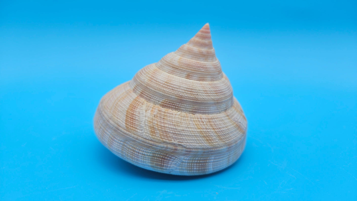 Rare Pleurotomaria hirasei Deep Sea Display Shell with Operculum – 3.8" Nautical Home Decor