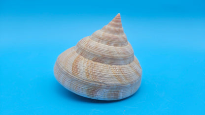 Rare Pleurotomaria hirasei Deep Sea Display Shell with Operculum – 3.8" Nautical Home Decor