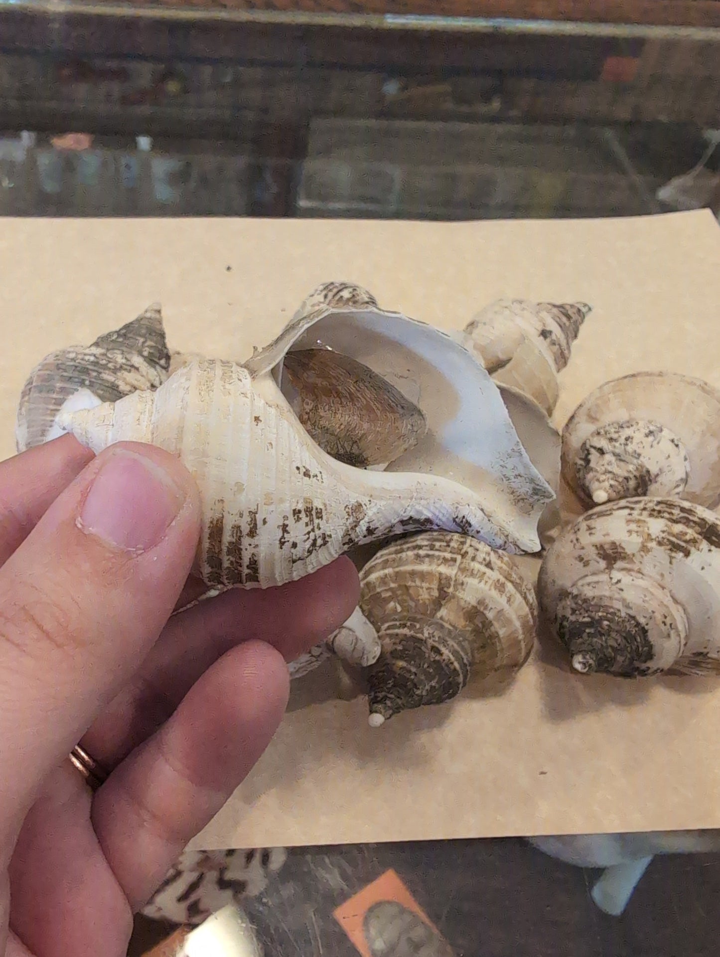 Small Neptune Shell with Documentation & Operculum - Neptunea kuroshio