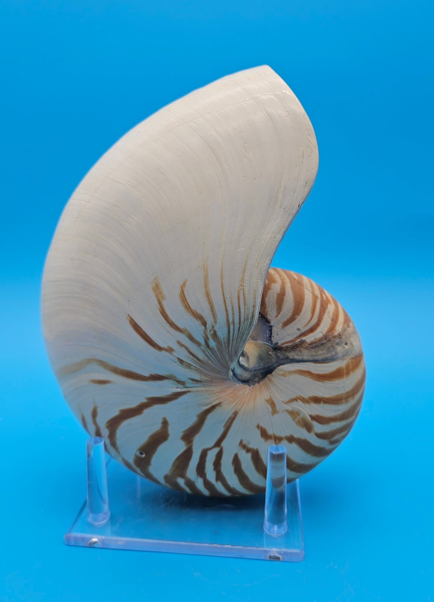 Tiger Nautilus Display Shell – 7.3"