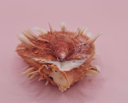 Hinged Spondylus Shell – 3" Bivalve Display with Spiny Texture